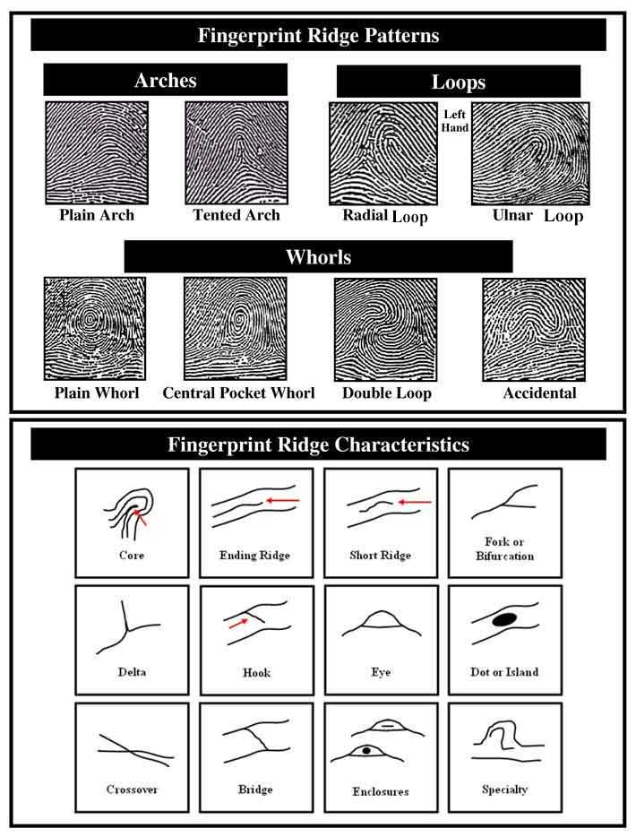 Describe How To Take A Ridge Count From A Fingerprint